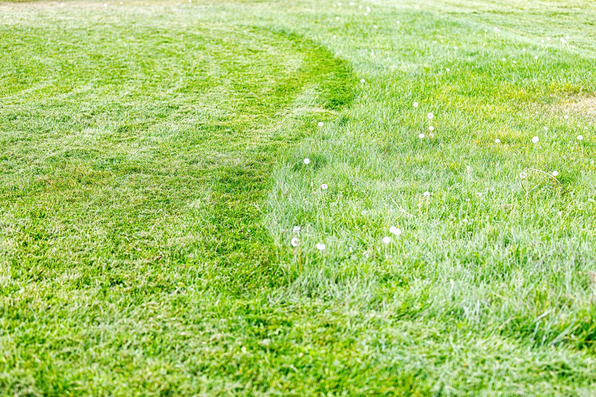 Half Mowed S Curve Suburban Front Yard Lawn